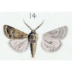 /filer/webapps/moths/media/images/L/lasserrei_Luperina_STM_Oberthur_1881_11-14.jpg