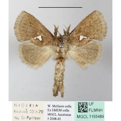 /filer/webapps/moths/media/images/T/triguttata_Metarbela_A_MGCLa_01.JPG