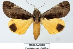 Ulotrichopus ochreipennis