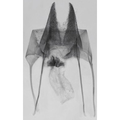 /filer/webapps/moths/media/images/T/taveta_Sesamia_GFPT_MNHN_739.jpg