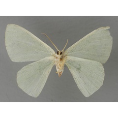 /filer/webapps/moths/media/images/I/insulsa_Lophorrhachia_HT_ZSM_02.jpg