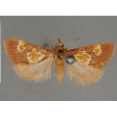 /filer/webapps/moths/media/images/O/ocellata_Heortia_PT_OUMNHa-01.jpg