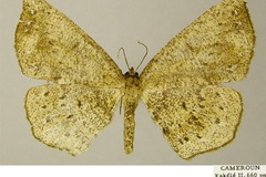 Geolyces cyrtogramma