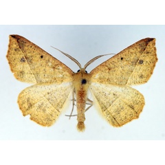 /filer/webapps/moths/media/images/L/leptosyne_Psilocerea_AM_TMSA.jpg