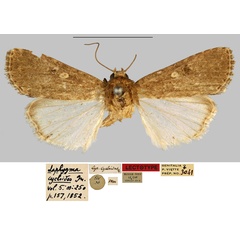 /filer/webapps/moths/media/images/C/cycloides_Laphygma_LT_MNHN.jpg