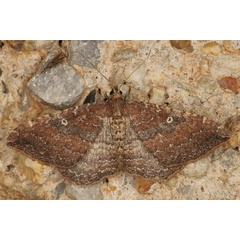 /filer/webapps/moths/media/images/O/obstipata_Orthonama_Eublemma_A_Heyns_02.JPG