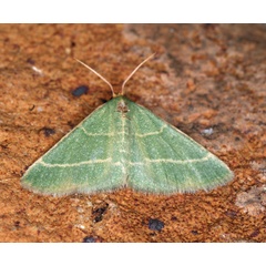 /filer/webapps/moths/media/images/R/ruficornis_Microloxia_A_Roland_01.jpg