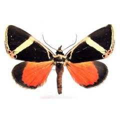 /filer/webapps/moths/media/images/E/euclidica_Colbusa_AM_Basquin.jpg