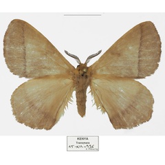 /filer/webapps/moths/media/images/S/smithi_Vianga_AM_Basquin_02.jpg