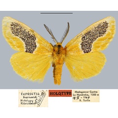 /filer/webapps/moths/media/images/B/bernardi_Euproctis_HT_MNHN.jpg