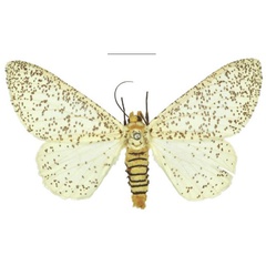 /filer/webapps/moths/media/images/M/myriostictus_Proutabraxas_AF_NHMUK.jpg