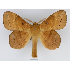 /filer/webapps/moths/media/images/S/spargatana_Philotherma_AM_Basquin_02.jpg