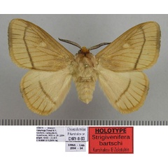 /filer/webapps/moths/media/images/B/bartschi_Strigivenifera_HT_SMNS.jpg