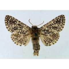 /filer/webapps/moths/media/images/G/guttifera_Teragra_AF_TMSA.jpg