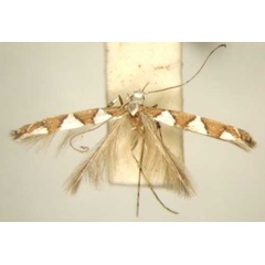 /filer/webapps/moths/media/images/O/odontosema_Dialectica_PT_TMSA6133.jpg