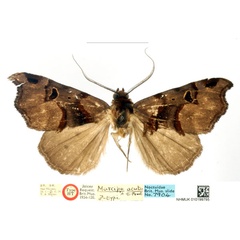 /filer/webapps/moths/media/images/A/acuta_Marcipa_HT_BMNH_bA8eS0C.jpg