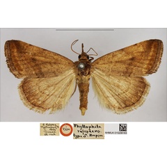 /filer/webapps/moths/media/images/R/rufescens_Phyllophila_HT_NHMUK.jpg