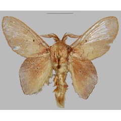 /filer/webapps/moths/media/images/N/niniae_Sonitha_PTM_NHMO.jpg