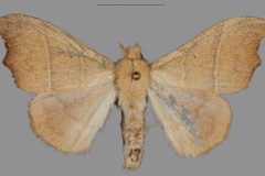 Hapsimachogonia margit