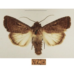 /filer/webapps/moths/media/images/F/furvilinea_Dicerogastra_AM_TMSA_01.jpg