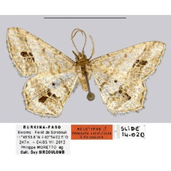 /filer/webapps/moths/media/images/S/spinicincta_Chiasmia_HT_MCL.jpg