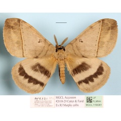 /filer/webapps/moths/media/images/P/plagiatus_Jana_A_MGCLa_01.JPG