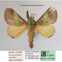 /filer/webapps/moths/media/images/C/concavata_Parasa_A_MGCLa_01.JPG