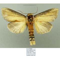 /filer/webapps/moths/media/images/A/acholi_Antheua_AM_MfN.jpg
