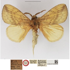 /filer/webapps/moths/media/images/C/cornutiventris_Mallocampa_HT_NHMUK.jpg