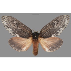 /filer/webapps/moths/media/images/L/ladislavi_Lasiocesa_PTF_Mueller.jpg