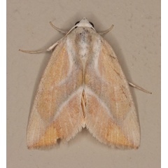 /filer/webapps/moths/media/images/P/piperitella_Neaxestis_A_Heyns_02.jpg