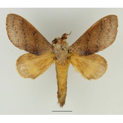 /filer/webapps/moths/media/images/P/phocea_Cleopatrina_AM_Basquin_01.jpg