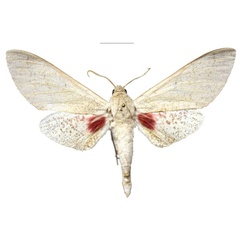 /filer/webapps/moths/media/images/B/basalis_Smerinthus_NT_EMEMa.jpg