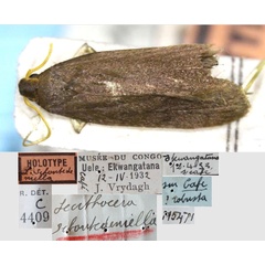 /filer/webapps/moths/media/images/S/schoutedeniella_Lecithocera_HT_RMCA.jpg