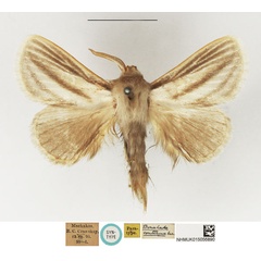 /filer/webapps/moths/media/images/C/continua_Beralade_STM_NHMUK_02.jpg