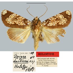 /filer/webapps/moths/media/images/D/duchesnei_Perigea_HT_MNHN.jpg