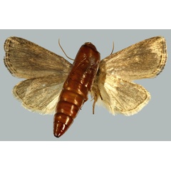 /filer/webapps/moths/media/images/K/kaeuae_Buakea_HT_MNHNb.jpg