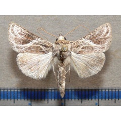 /filer/webapps/moths/media/images/A/arachnoides_Trichoplusia_A_Goff.jpg