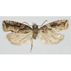 /filer/webapps/moths/media/images/S/subclavifera_Megaherpystis_HT_NHMO.jpg