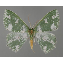 /filer/webapps/moths/media/images/M/megacydes_Prasinocyma_A_ZSM_01.jpg