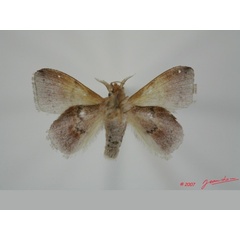 /filer/webapps/moths/media/images/F/fuscofasciata_Leipoxais_AM_Albertb_01.jpg
