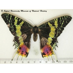 /filer/webapps/moths/media/images/R/rhipheus_Chrysiridia_A_OUMNHa_03.jpg
