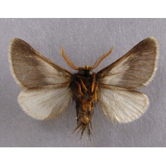 /filer/webapps/moths/media/images/A/apologetica_Thaumetopoea_A_Baron_02_or7iw35.jpg