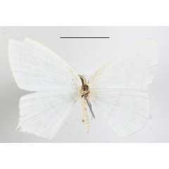 /filer/webapps/moths/media/images/I/instabilaria_Aploschema_A_MGCLb_01.JPG