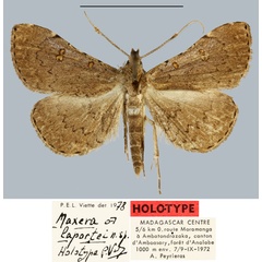 /filer/webapps/moths/media/images/L/laportei_Maxera_HT_MNHN.jpg