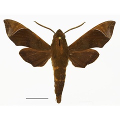 /filer/webapps/moths/media/images/A/albilinea_Temnora_AM_Basquina.jpg