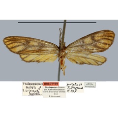 /filer/webapps/moths/media/images/M/milloti_Tsirananaclia_HT_MNHN.jpg