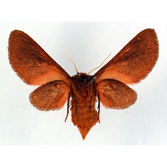 /filer/webapps/moths/media/images/F/fako_Metarctia_PT_ZSM_02.jpg