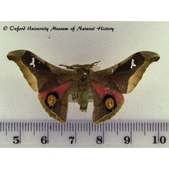 /filer/webapps/moths/media/images/D/delegorguei_Ludia_AM_OUMNH_02.jpg