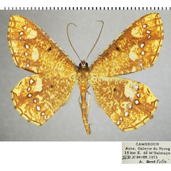 /filer/webapps/moths/media/images/S/stellata_Melinoessa_AM_ZSMa.jpg